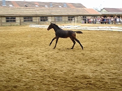 Photos morfandaine 021